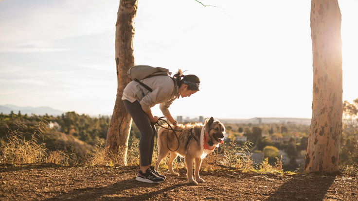 A dog enjoying an urban hike with their human.