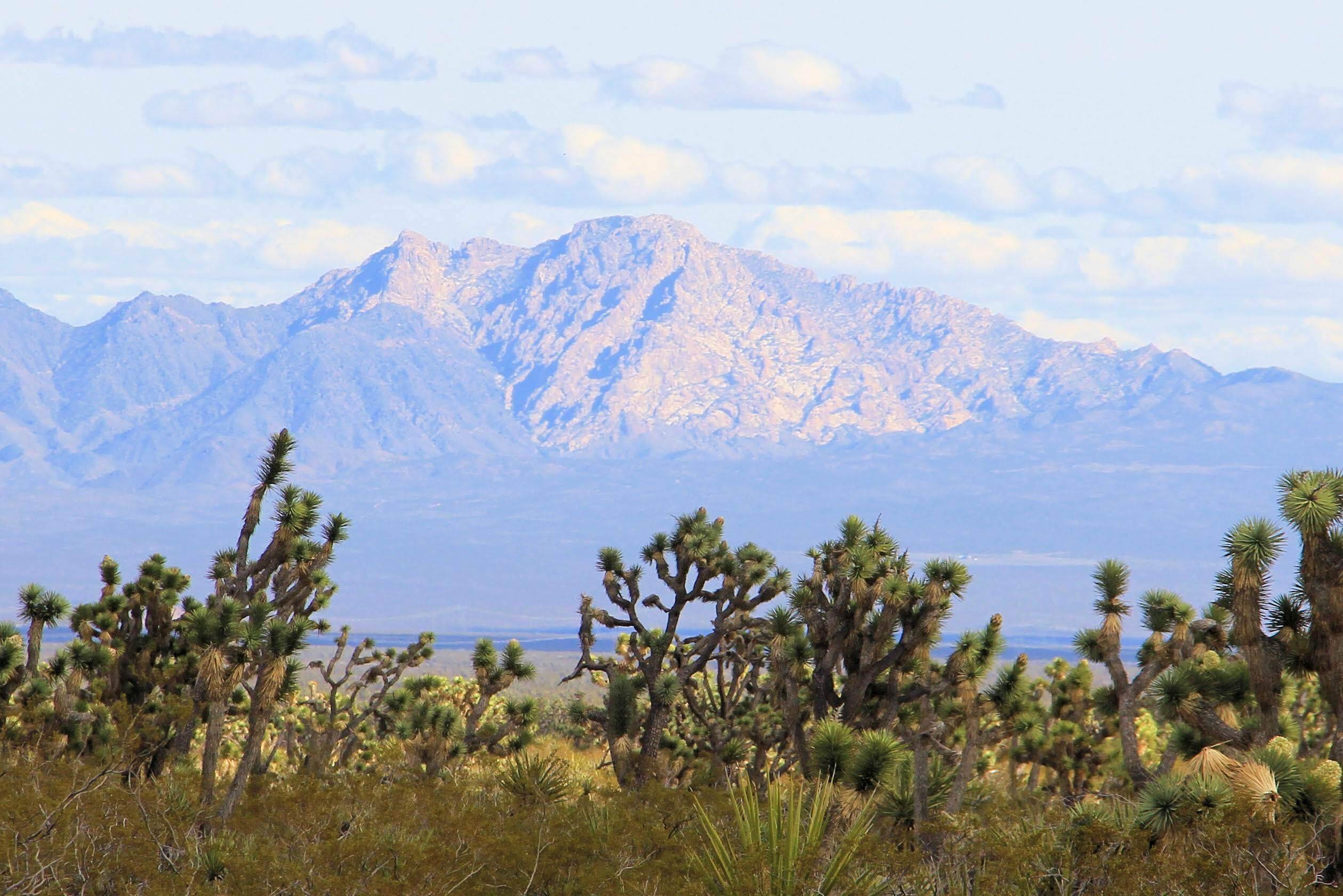 Photo of mountain with Joshua trees in the foreground