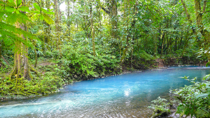 A lush forest with an azure blue river running through it