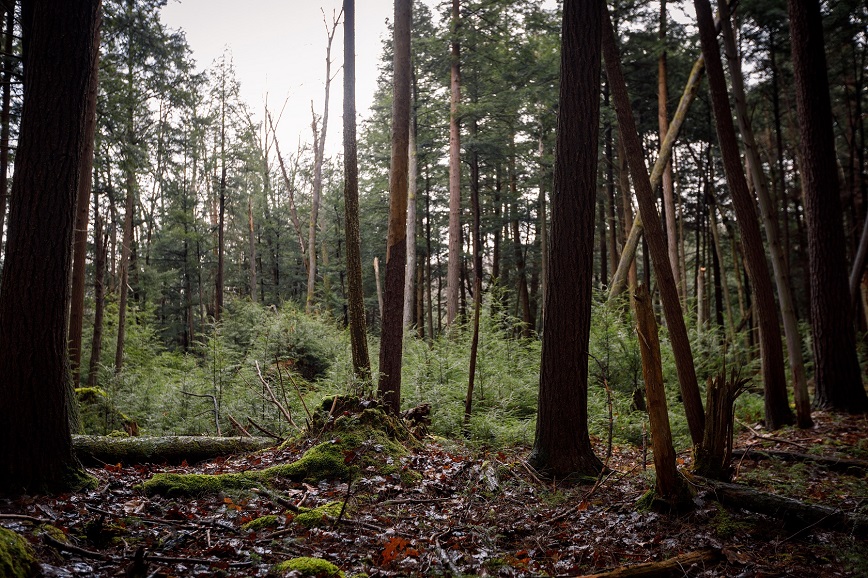 Tall evergreen trees in a dark forest