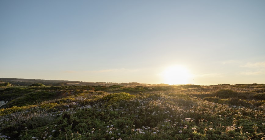 Sun rising over a rolling field of wildflowers.
