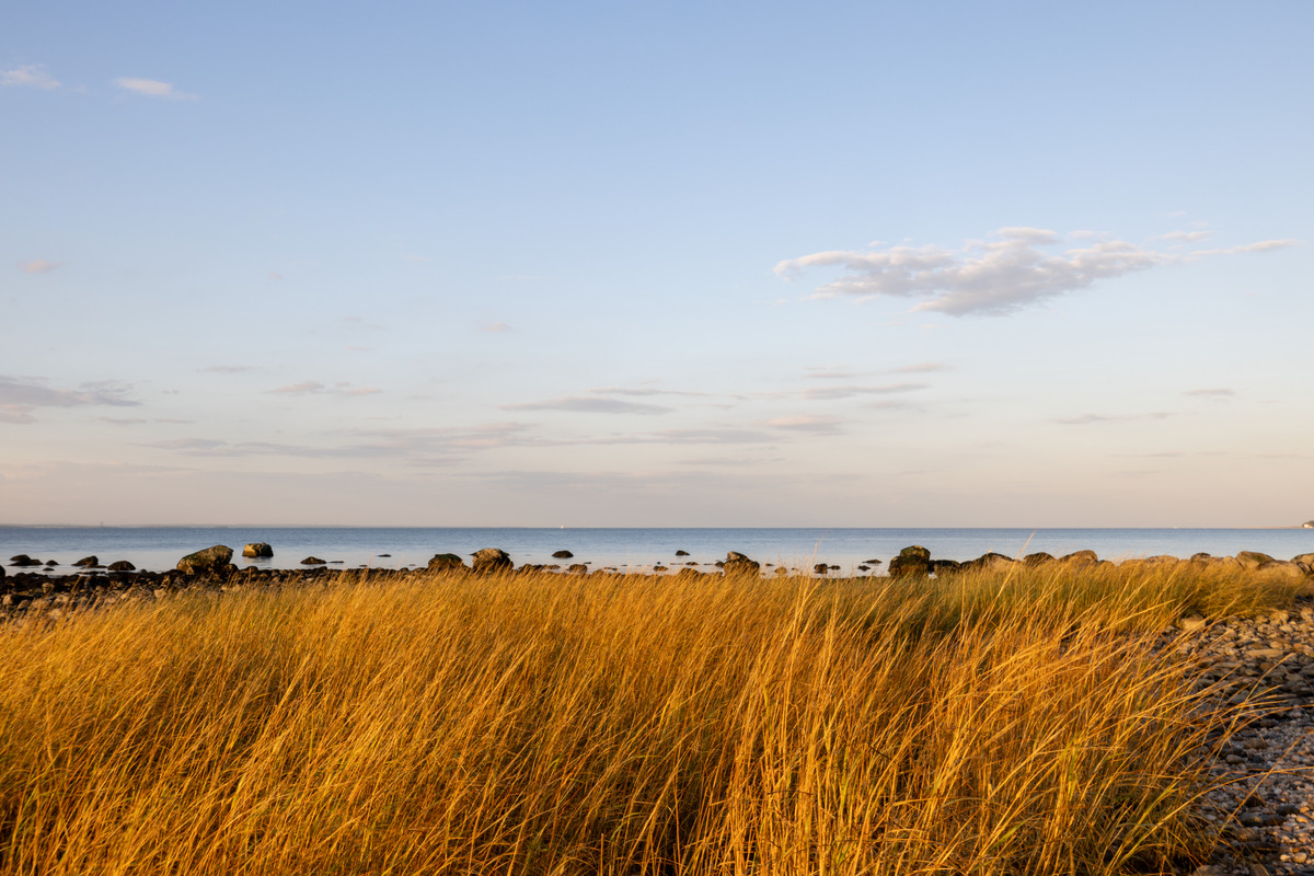 Landscape image depicting tall grass with a body of water in the background.